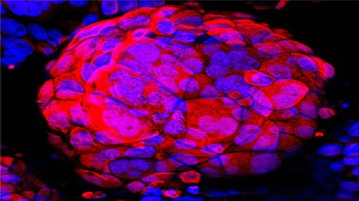 DNA HOSPITALAR - Placenta artificial estudará infecções que passam da mãe para o bebê
